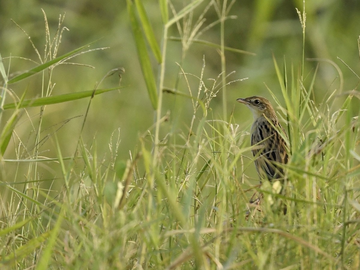 Bristled Grassbird - Renuka Vijayaraghavan