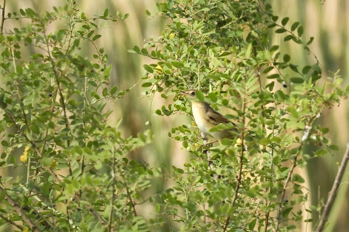 Bristled Grassbird - Renuka Vijayaraghavan