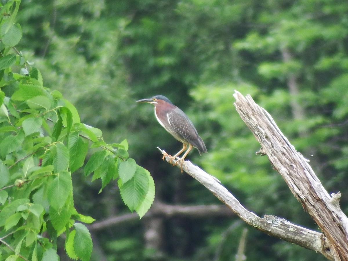 Green Heron - ML61741641