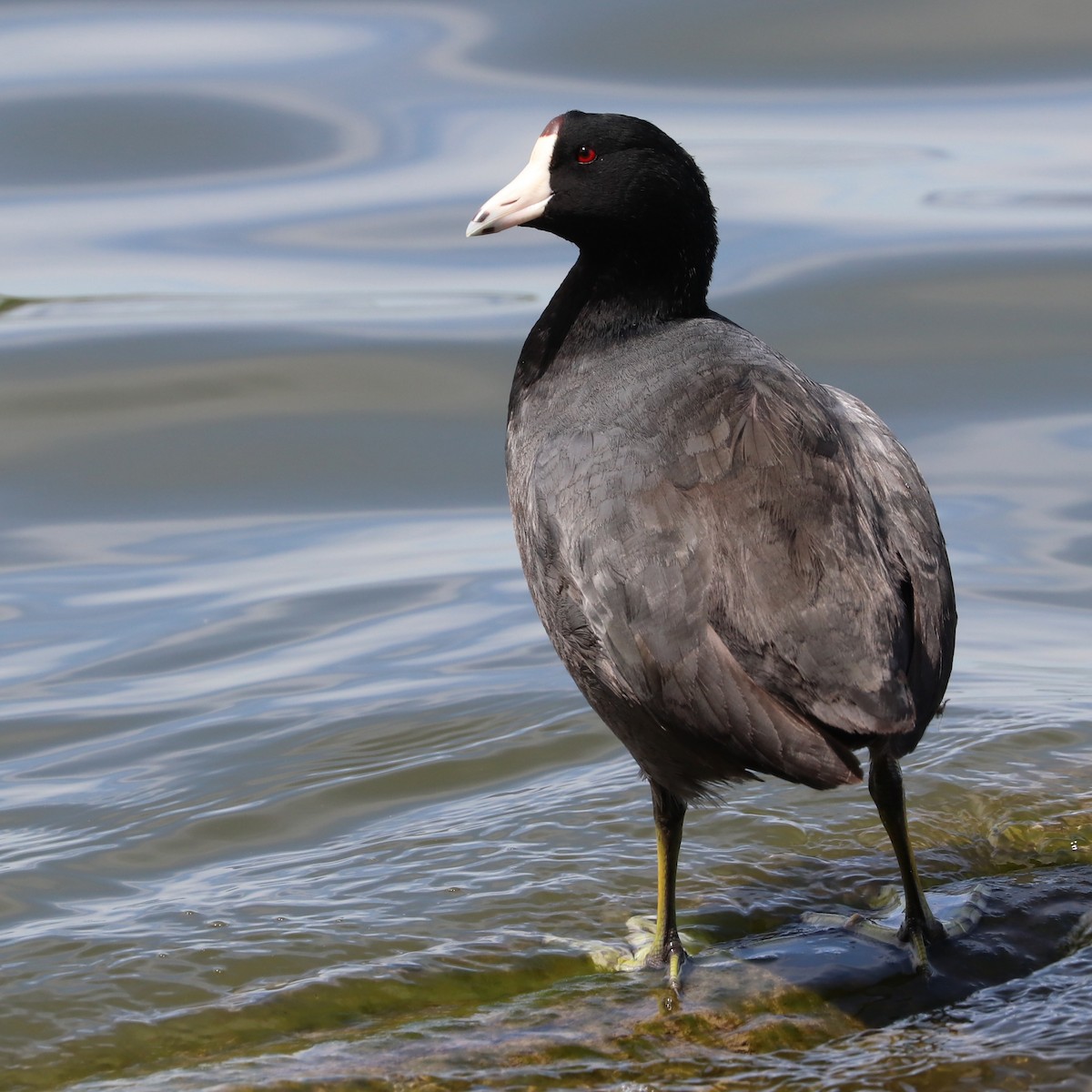 American Coot - ML617416413