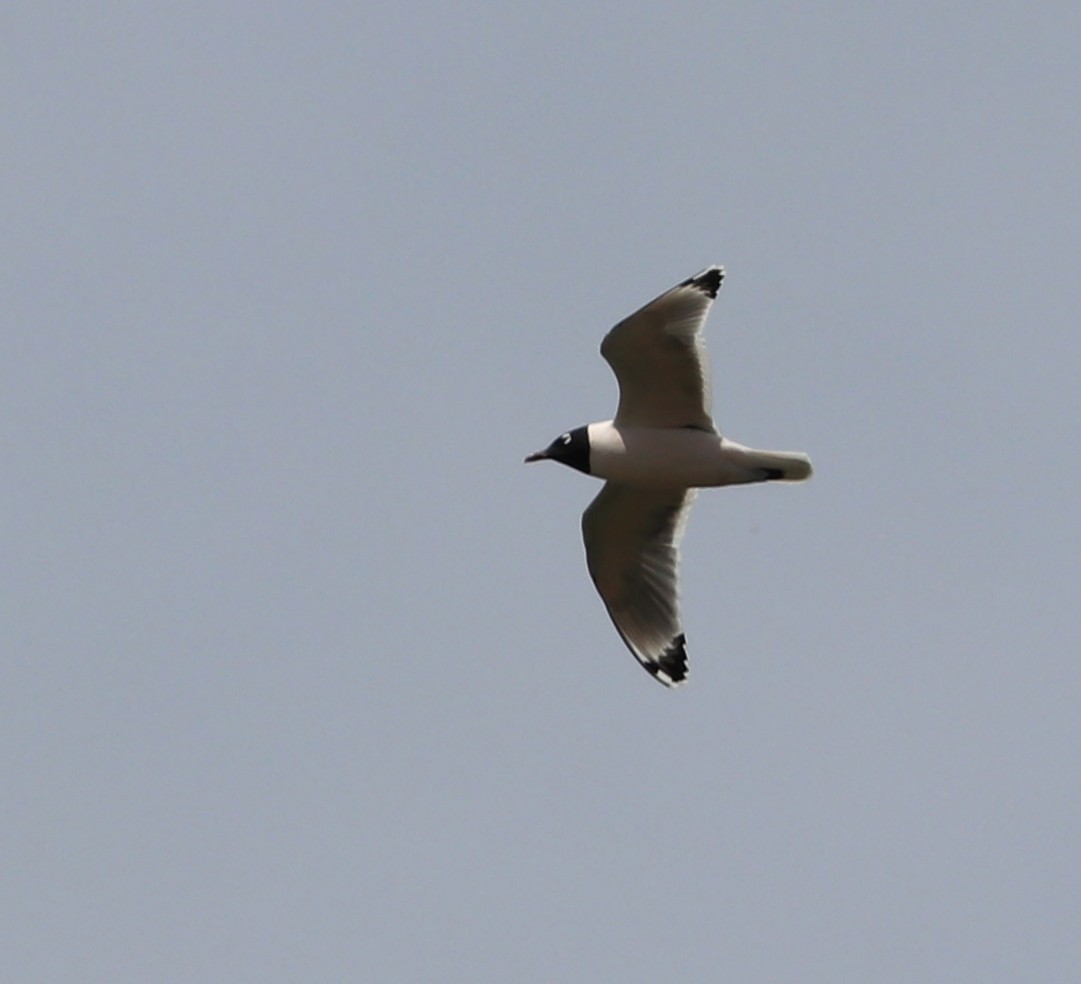 Franklin's Gull - ML617416432