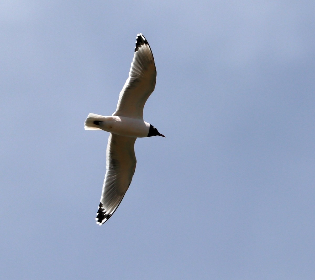 Franklin's Gull - ML617416433