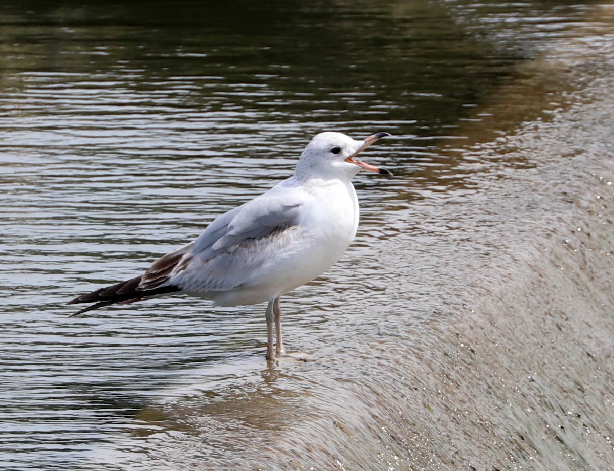 Ring-billed Gull - ML617416436