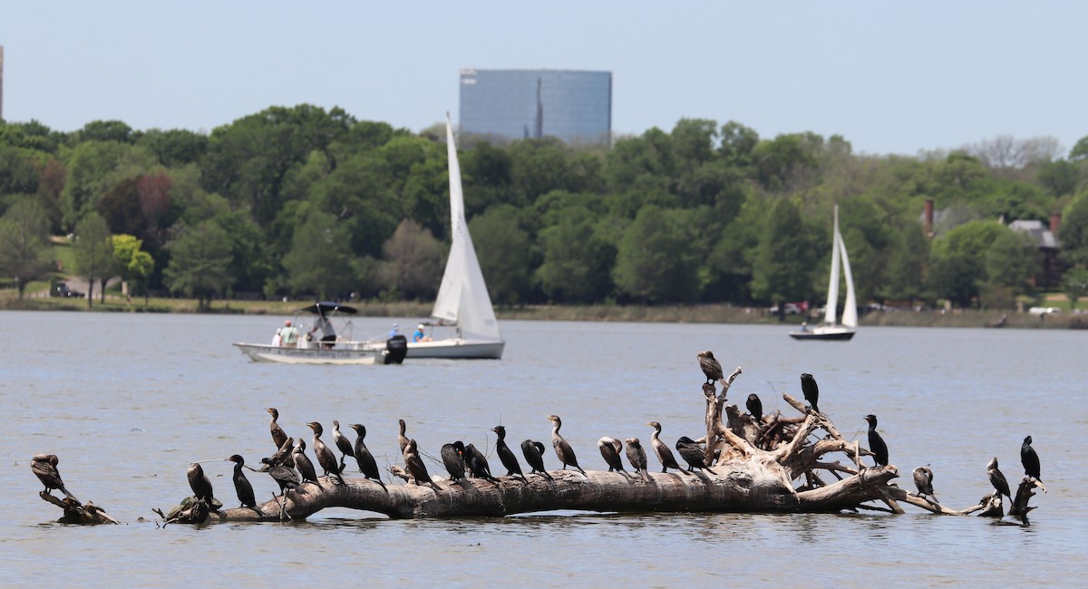 Double-crested Cormorant - ML617416440