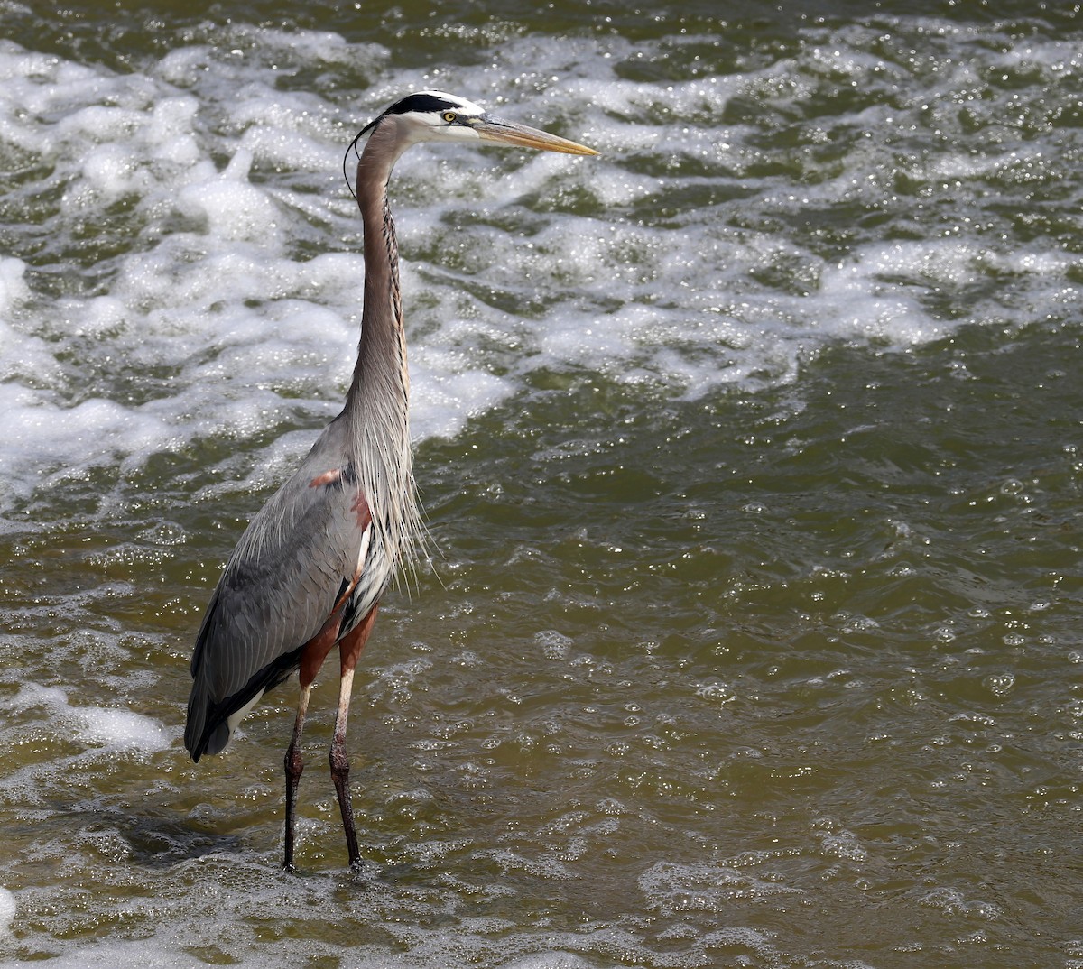 Great Blue Heron - ML617416454