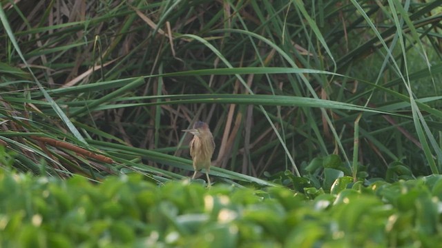 Yellow Bittern - ML617416456