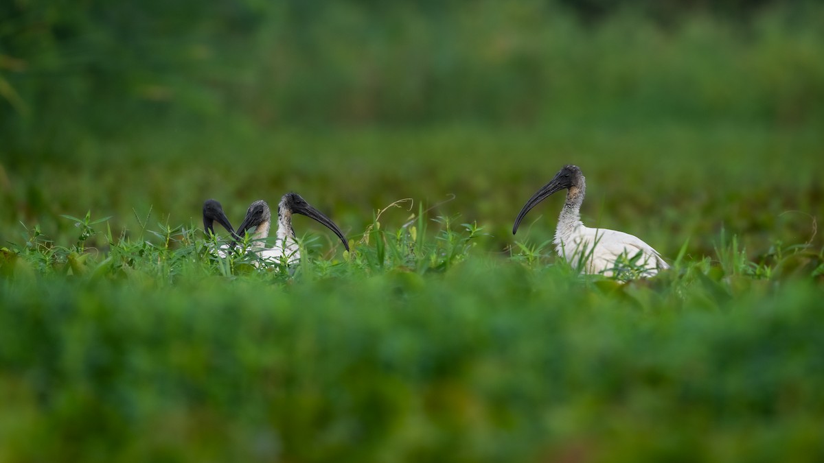 ibis černohlavý - ML617416466