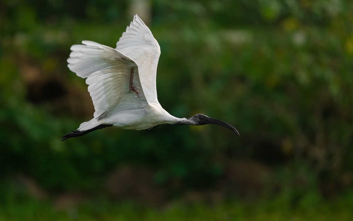 Ibis à tête noire - ML617416467