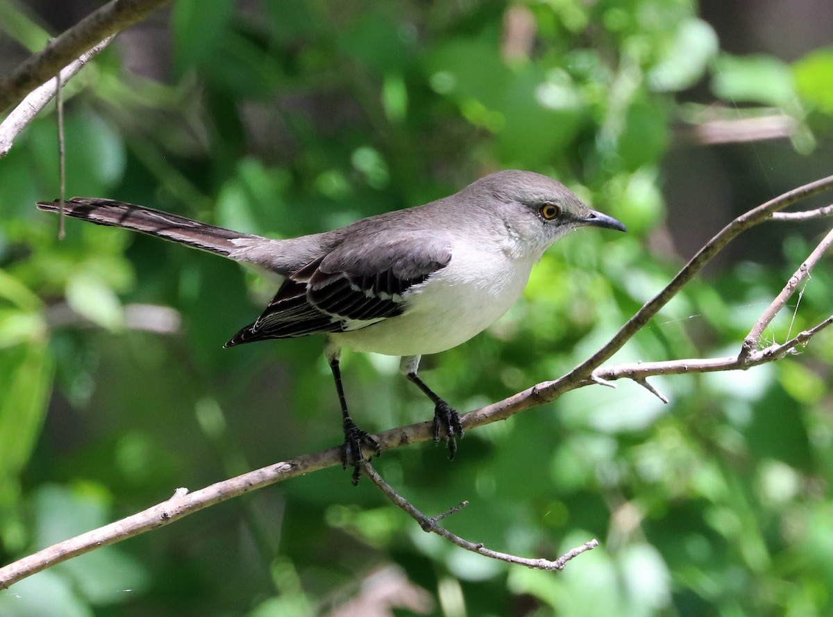 Northern Mockingbird - ML617416468