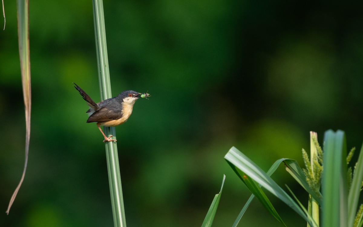 Ashy Prinia - Sharang Satish