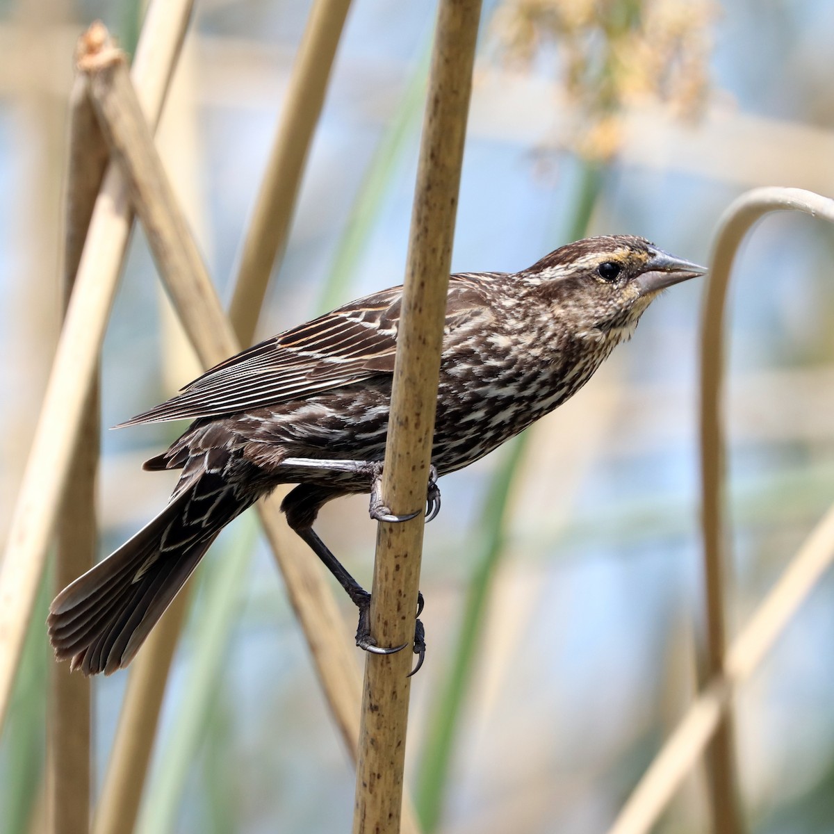 Red-winged Blackbird - ML617416478