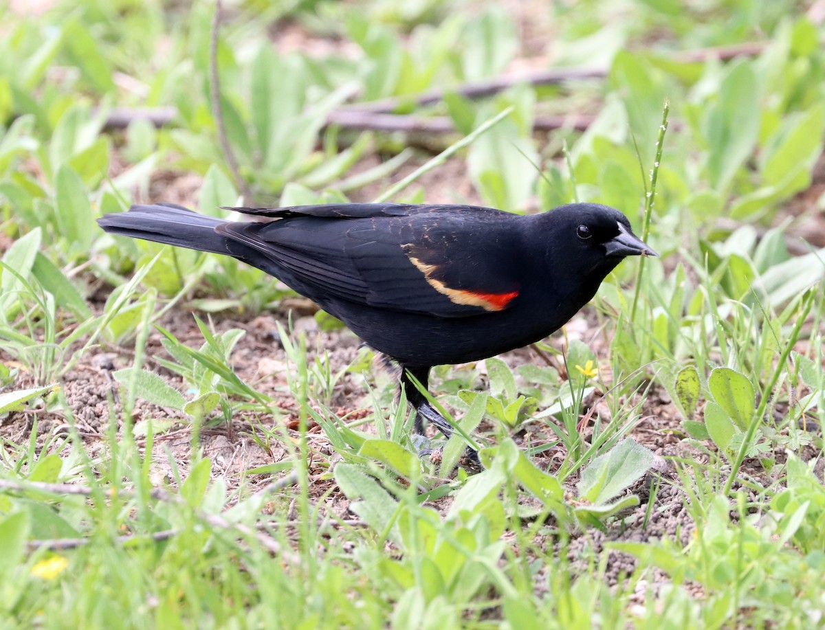 Red-winged Blackbird - ML617416479
