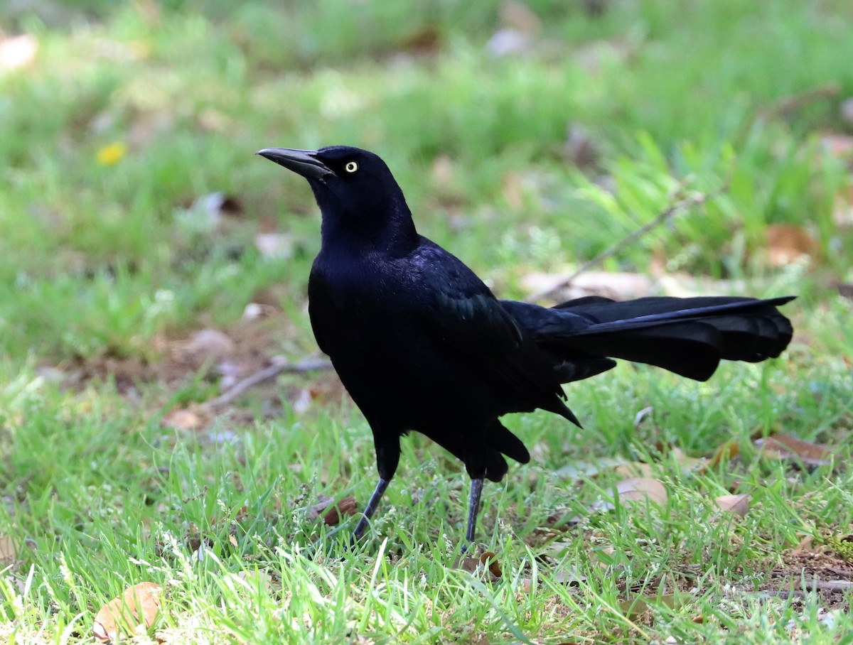 Great-tailed Grackle - ML617416485
