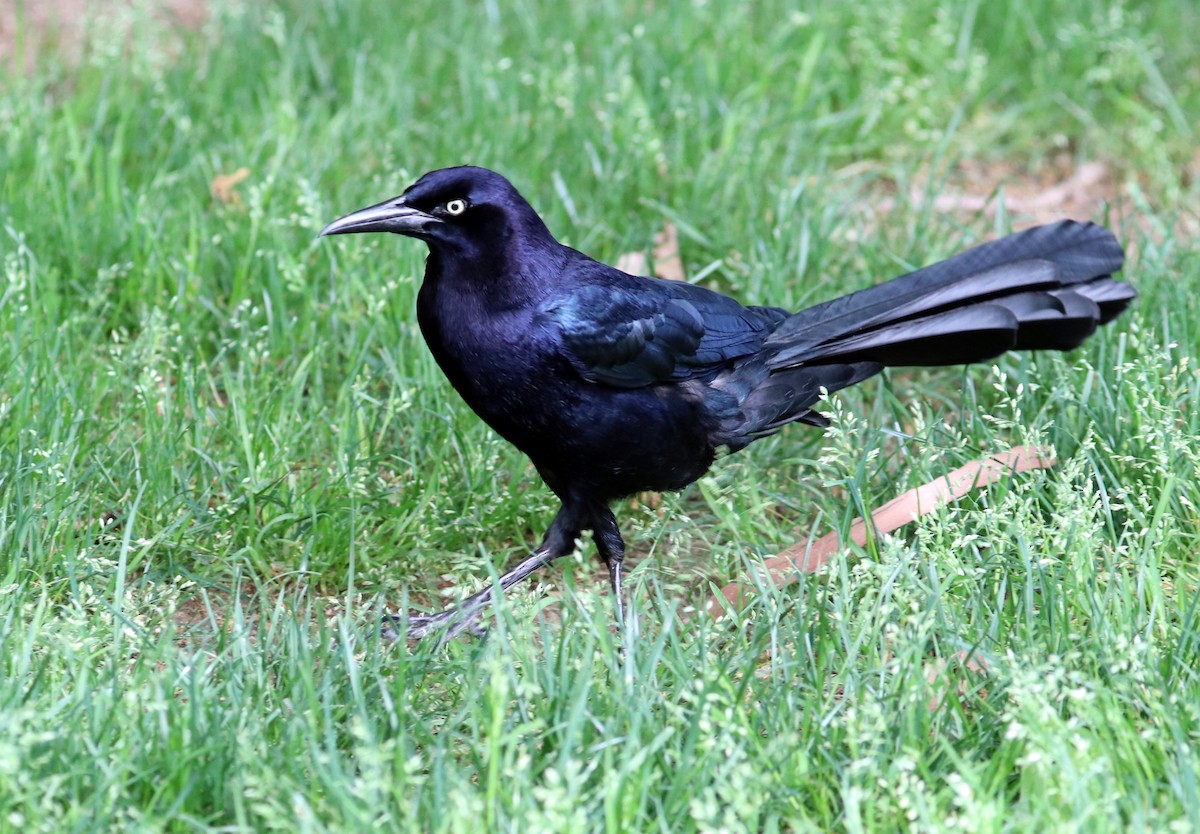 Great-tailed Grackle - ML617416486