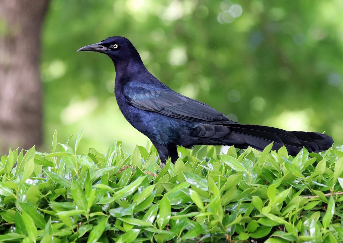 Great-tailed Grackle - ML617416487