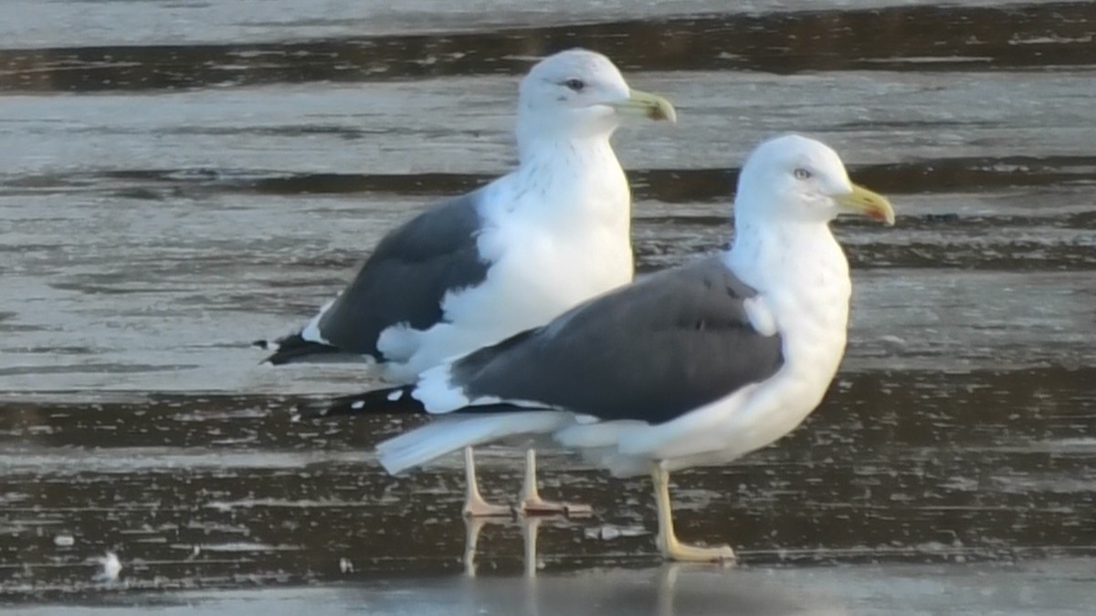 Gaviota Sombría - ML617416496