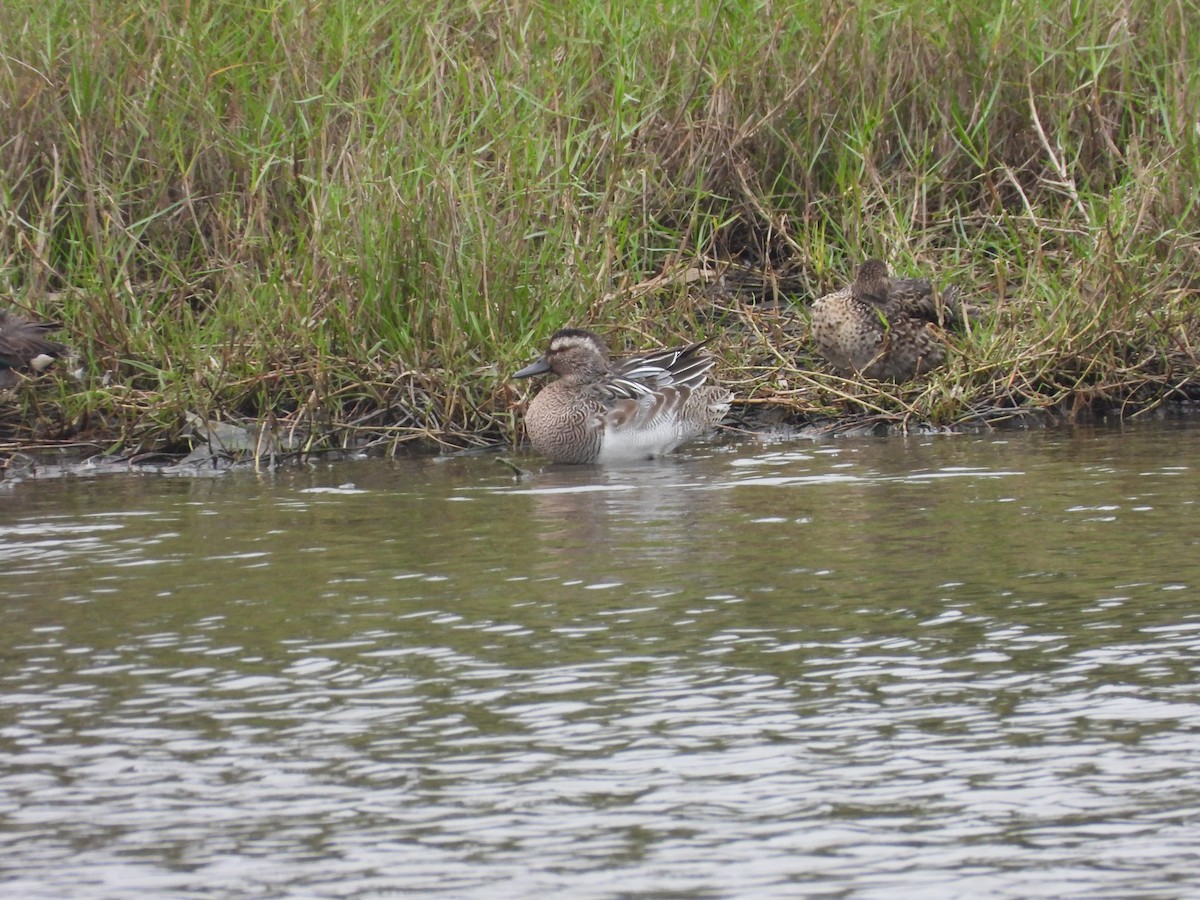 Garganey/Green-winged Teal - ML617416497