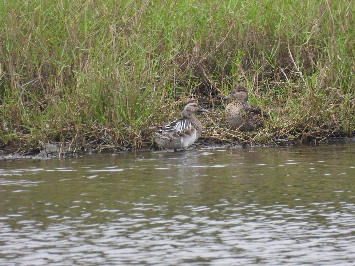 Garganey/Green-winged Teal - ML617416498