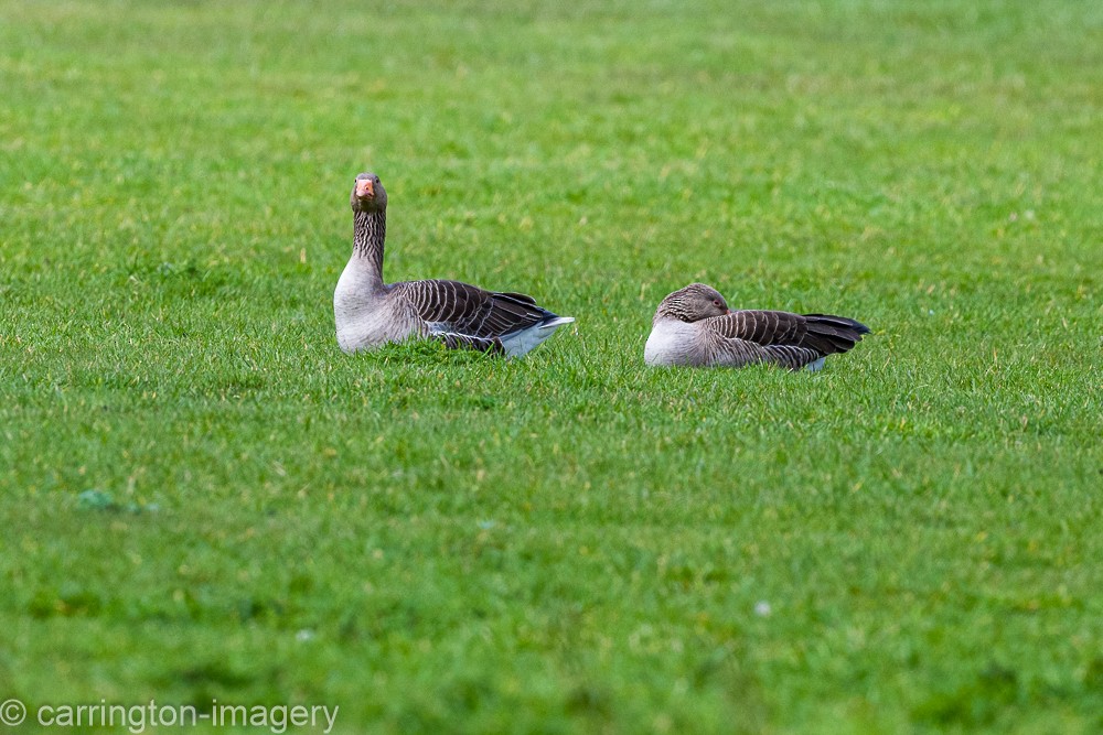 Graylag Goose - Chris Carrington