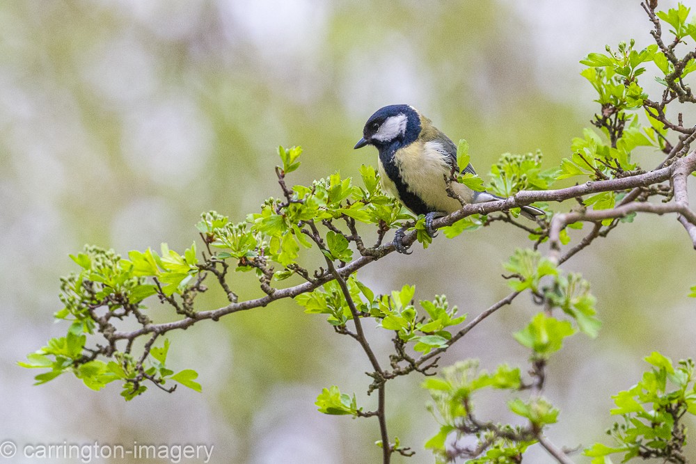 Great Tit - ML617416512