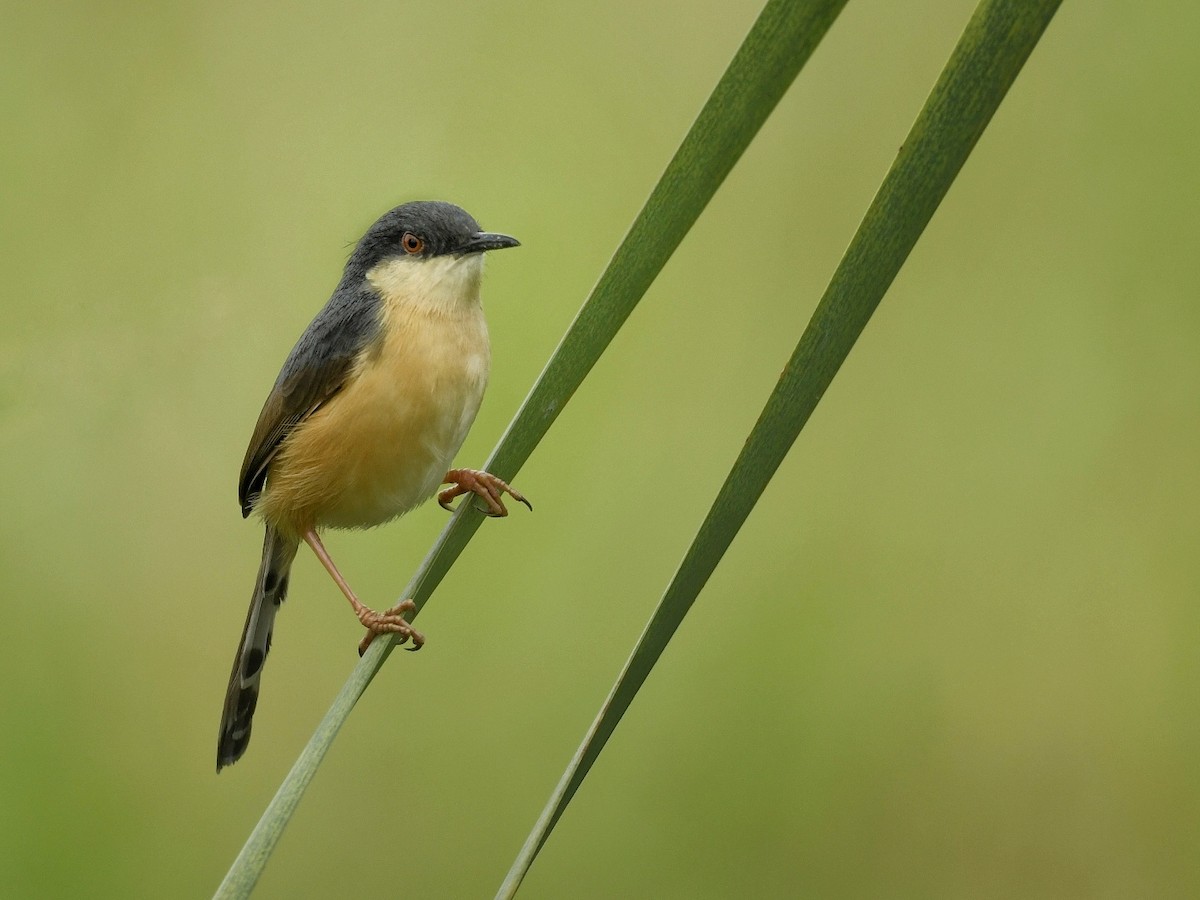 Ashy Prinia - ML617416521