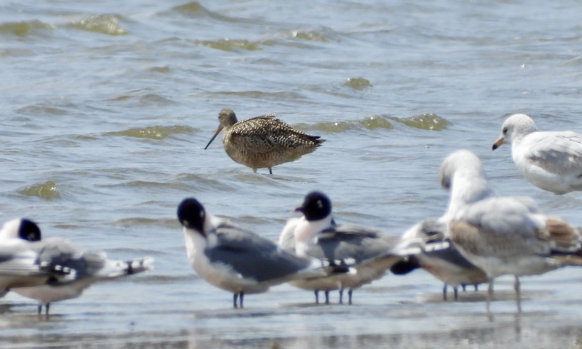 Marbled Godwit - ML617416563