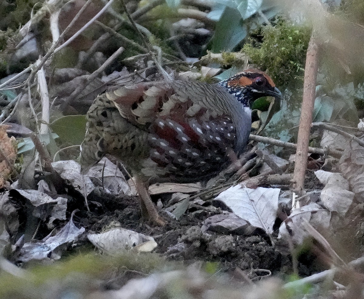 Hill Partridge - ML617416565