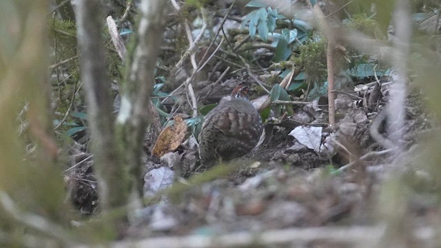 Hill Partridge - ML617416575