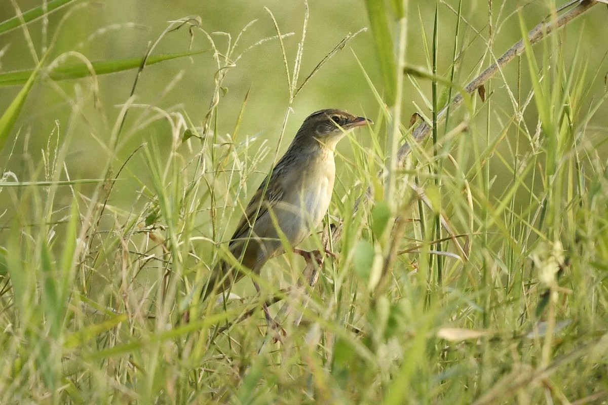 Bristled Grassbird - Renuka Vijayaraghavan