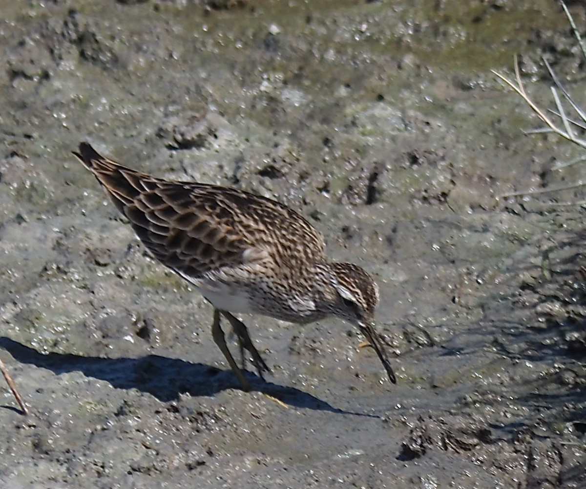 Pectoral Sandpiper - ML617416587