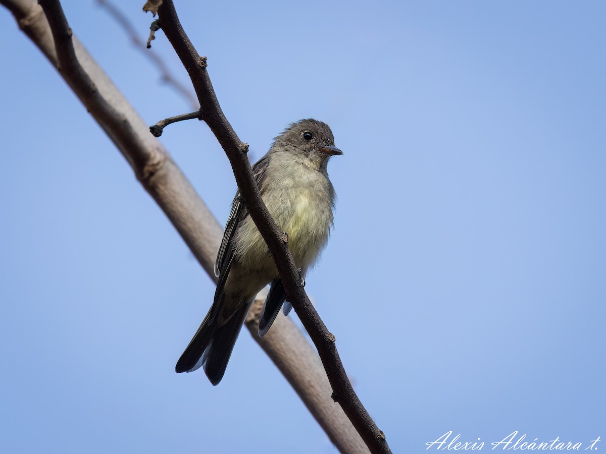 Tumbes Pewee - ML617416613