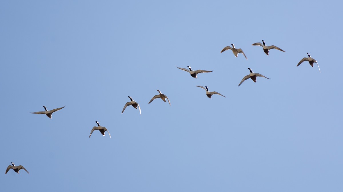 Northern Shoveler - Robin Trevillian