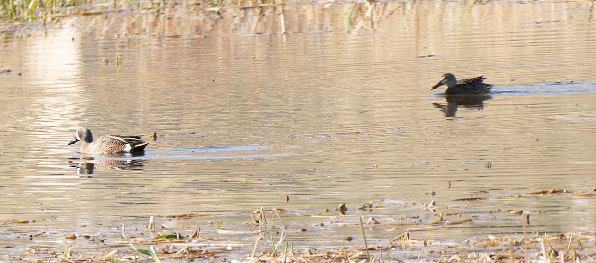 Blue-winged Teal - Robin Trevillian