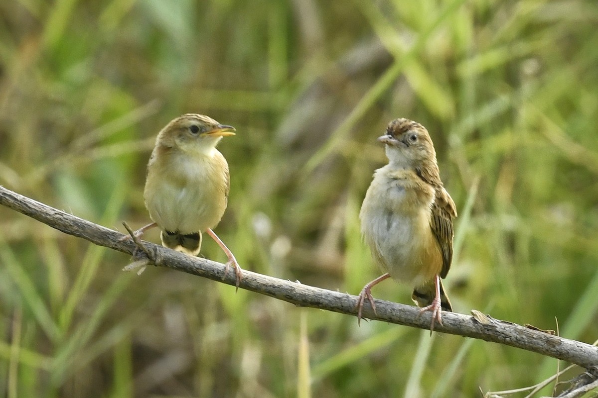 Zitting Cisticola - ML617416646