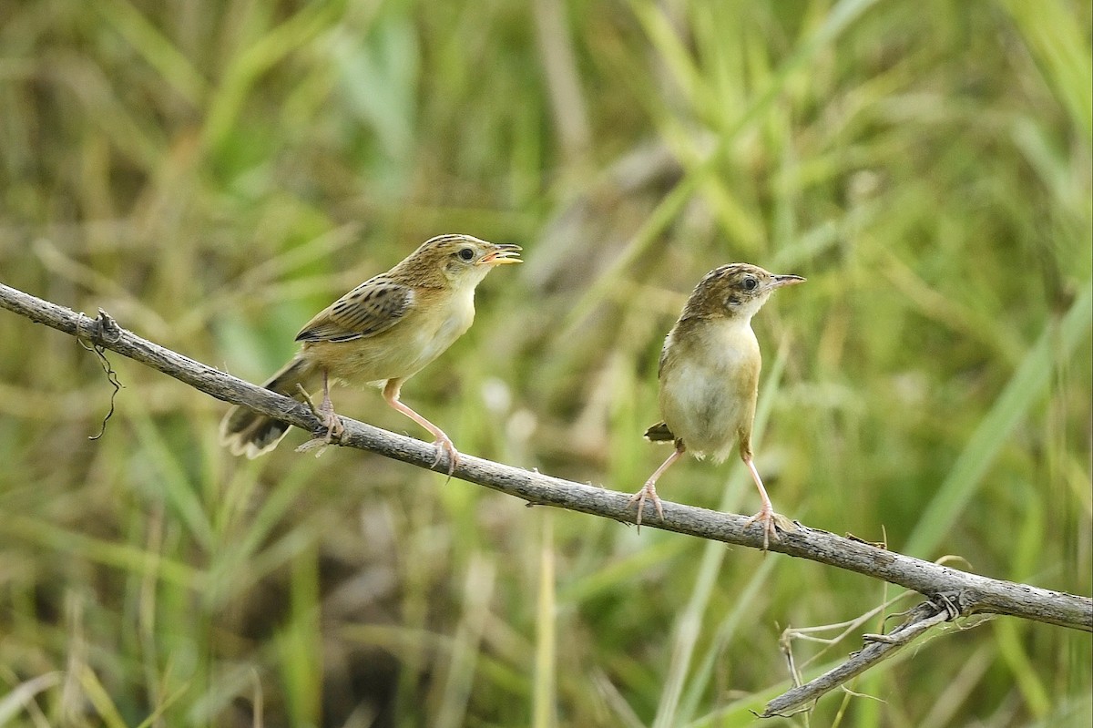 Zitting Cisticola - ML617416649