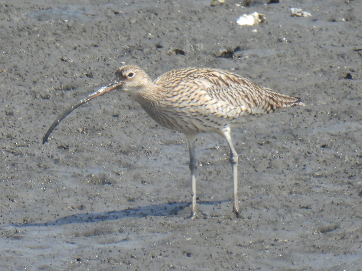 Far Eastern Curlew - ML617416681