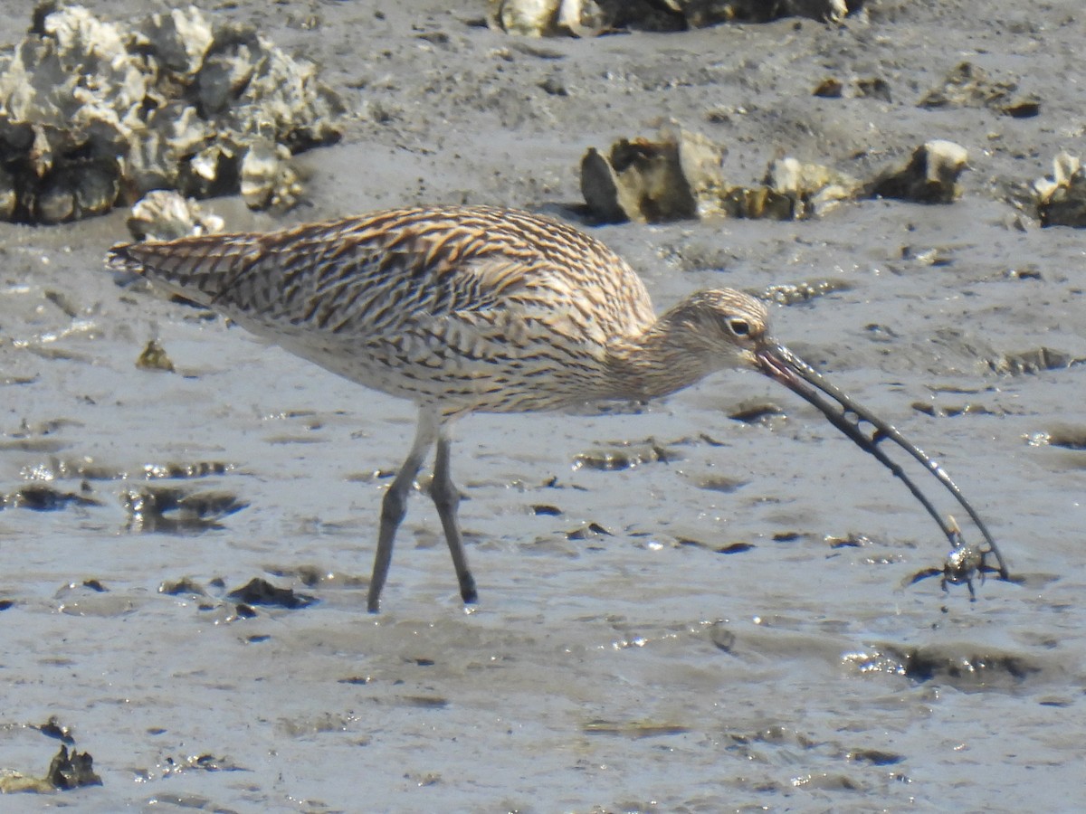 Far Eastern Curlew - ML617416682