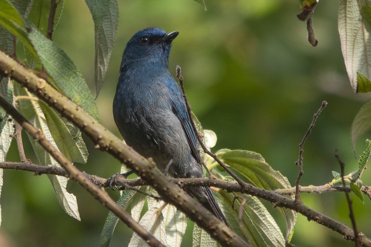 Nilgiri Flycatcher - Ronith Urs