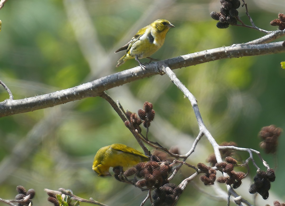 Tibetan Serin - ML617416727