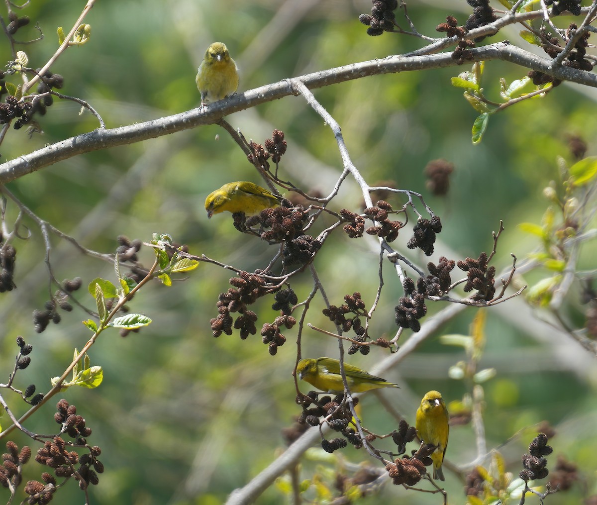 Tibetan Serin - ML617416728