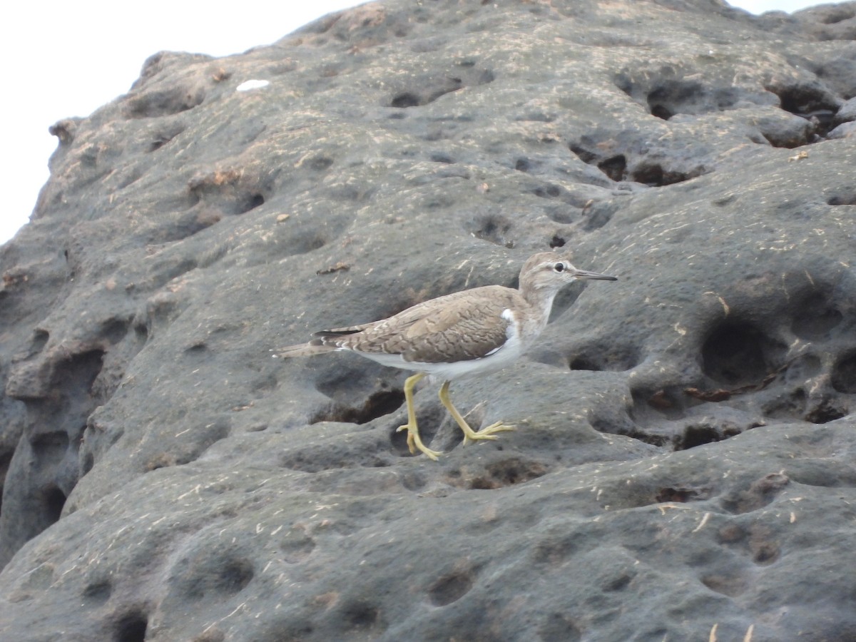 Common Sandpiper - ML617416737