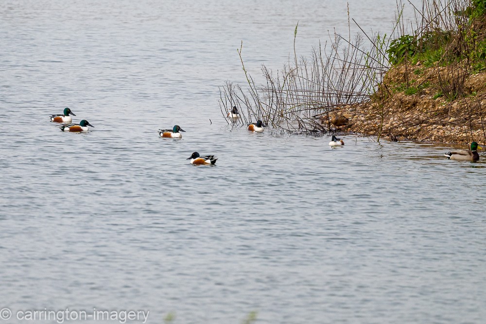 Northern Shoveler - ML617416763