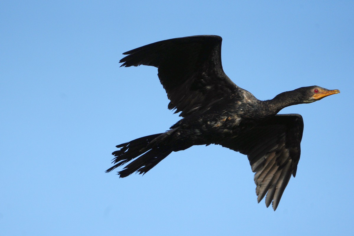 Long-tailed Cormorant - Dave Rimmer