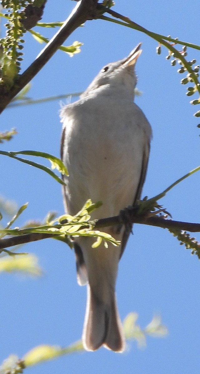 Lucy's Warbler - ML617416887