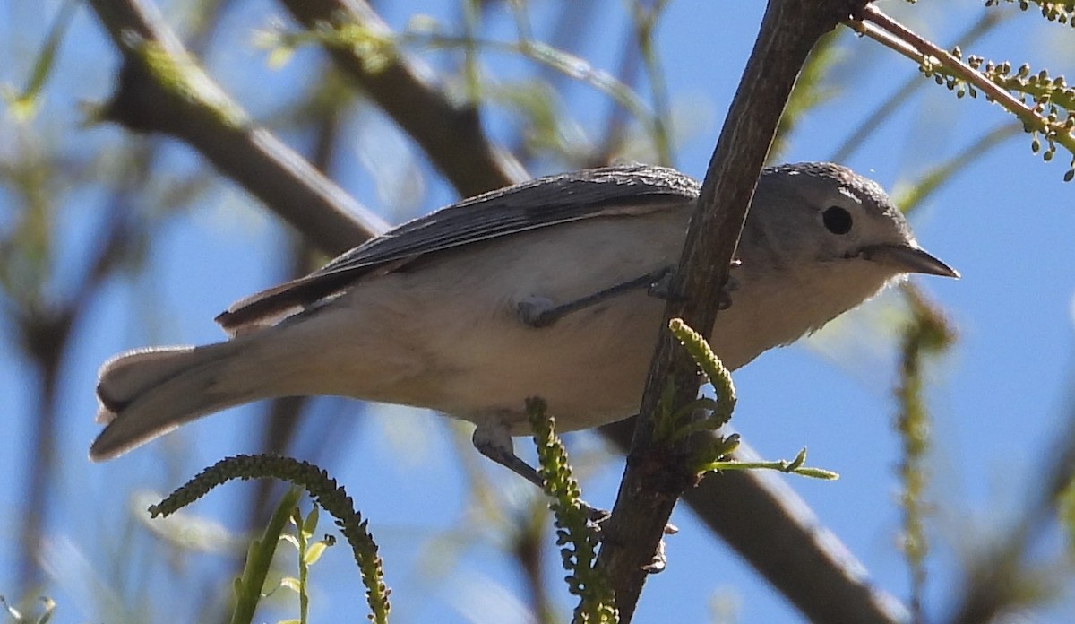 Lucy's Warbler - ML617416889