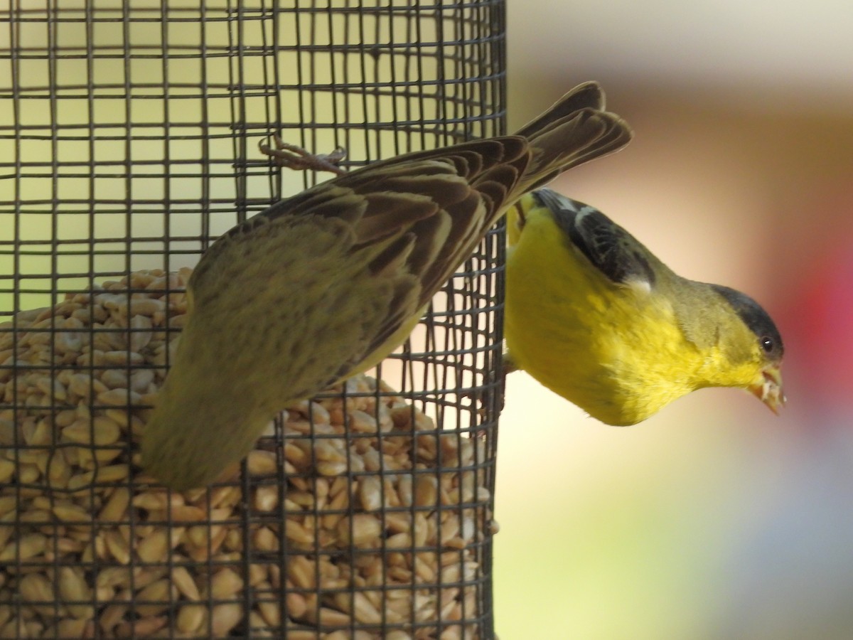 Lesser Goldfinch - Jeanene Daniels