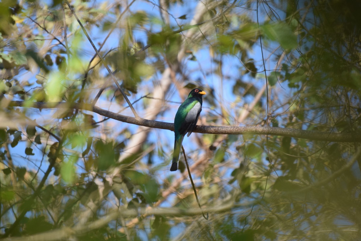 Elegant Trogon - ML617416991