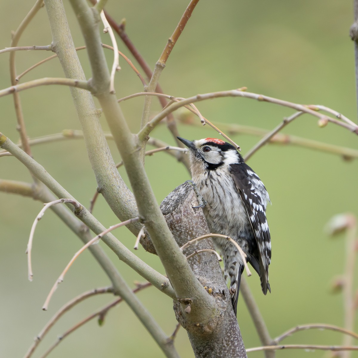 Lesser Spotted Woodpecker - ML617417074