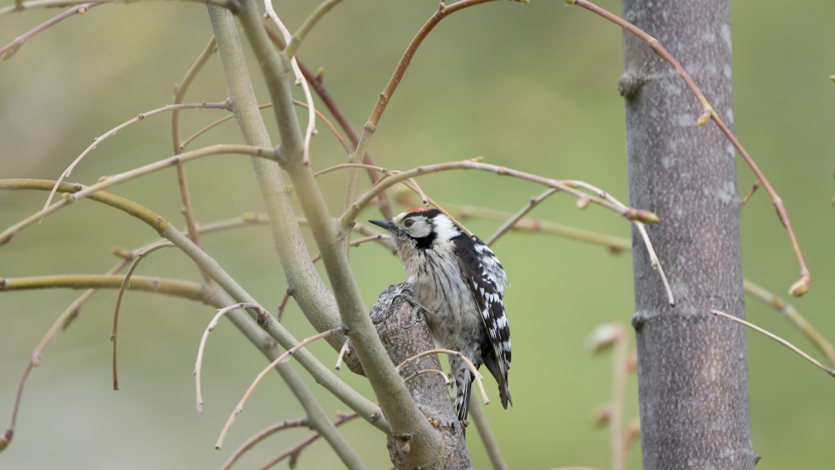 Lesser Spotted Woodpecker - ML617417075