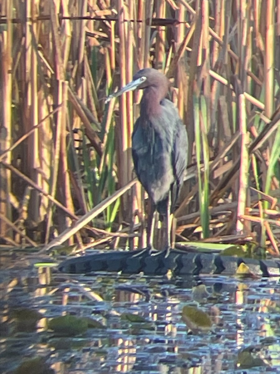 Little Blue Heron - ML617417114